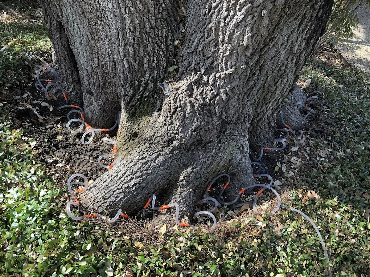 Detailed Tree Cabling and Bracing job site in Anoka